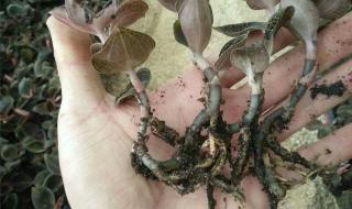 冬季金线莲种植方法